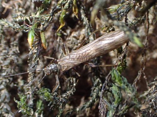 Réf. 355 043 : Brachyptera sp.